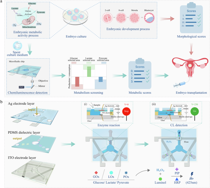 Decoding the Embryo Password in Spent Culture Medium